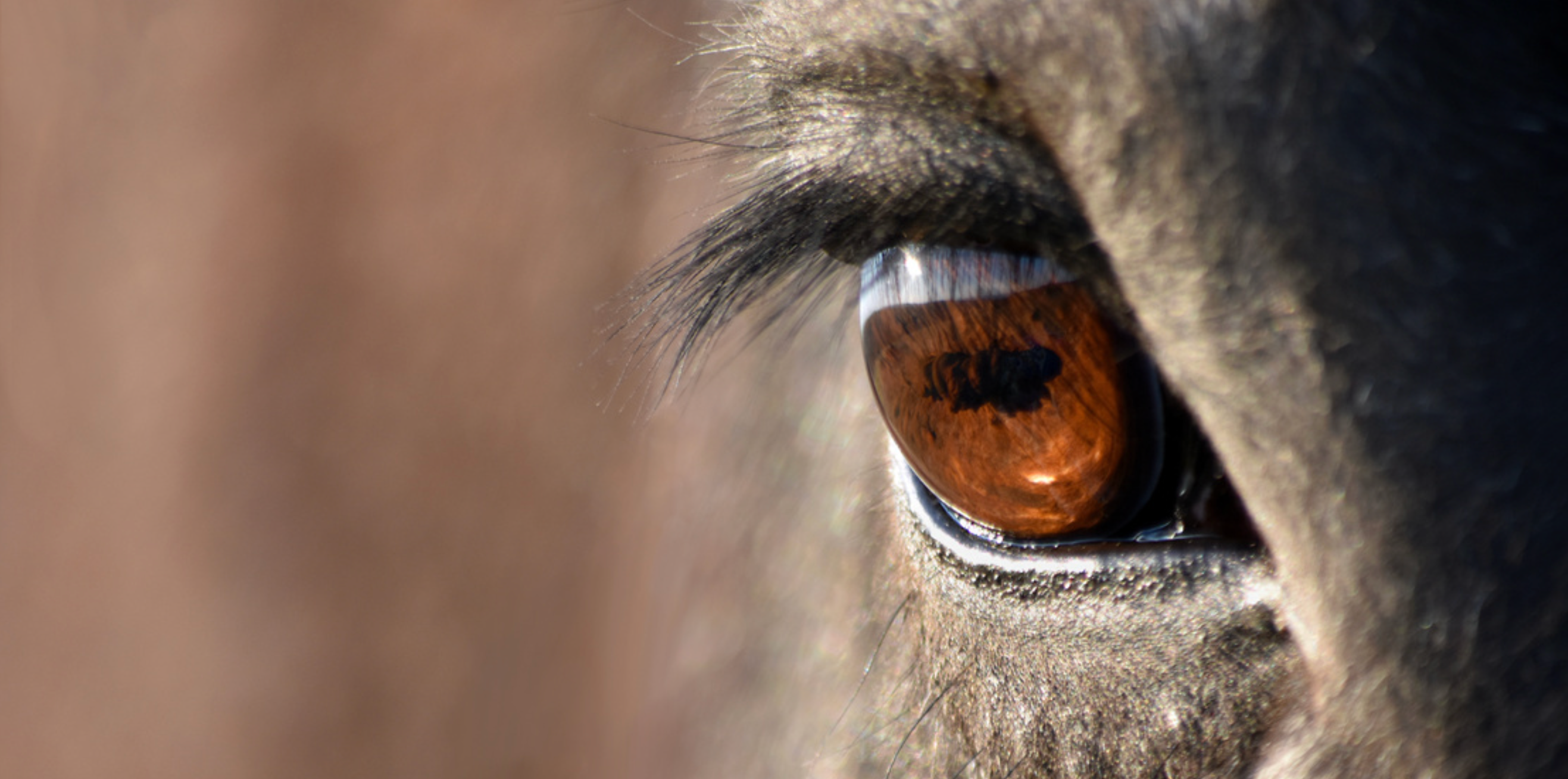 Importance of Follow-up Training After Physiotherapy Treatment in Horses