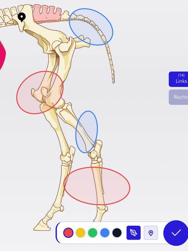 Freehand Drawing & Annotation
