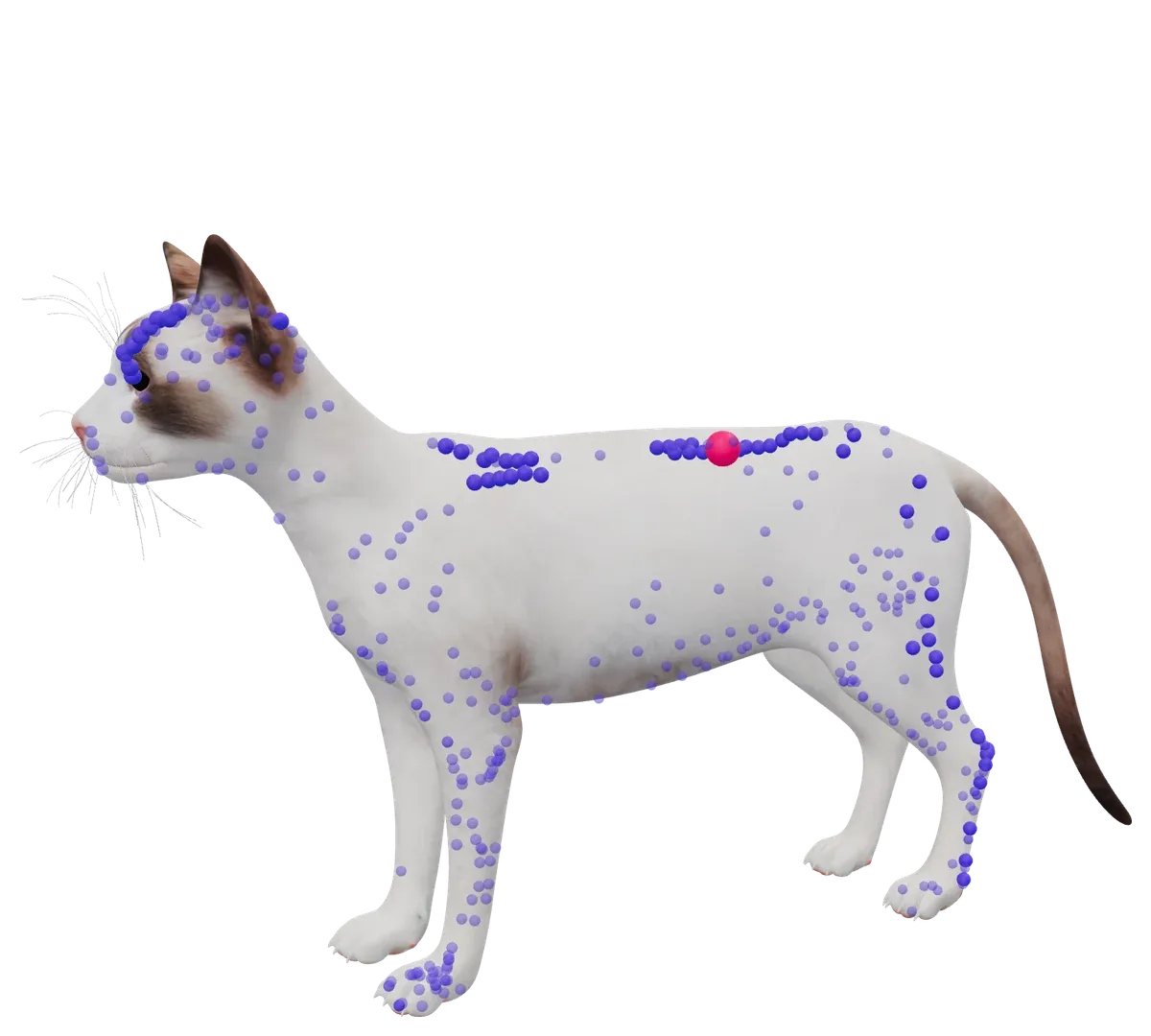 TheraTap 3D cat model, revealed layer by layer: coat, skeleton and acupuncture points, with BL 23 on the left bladder meridian marked as a finding
