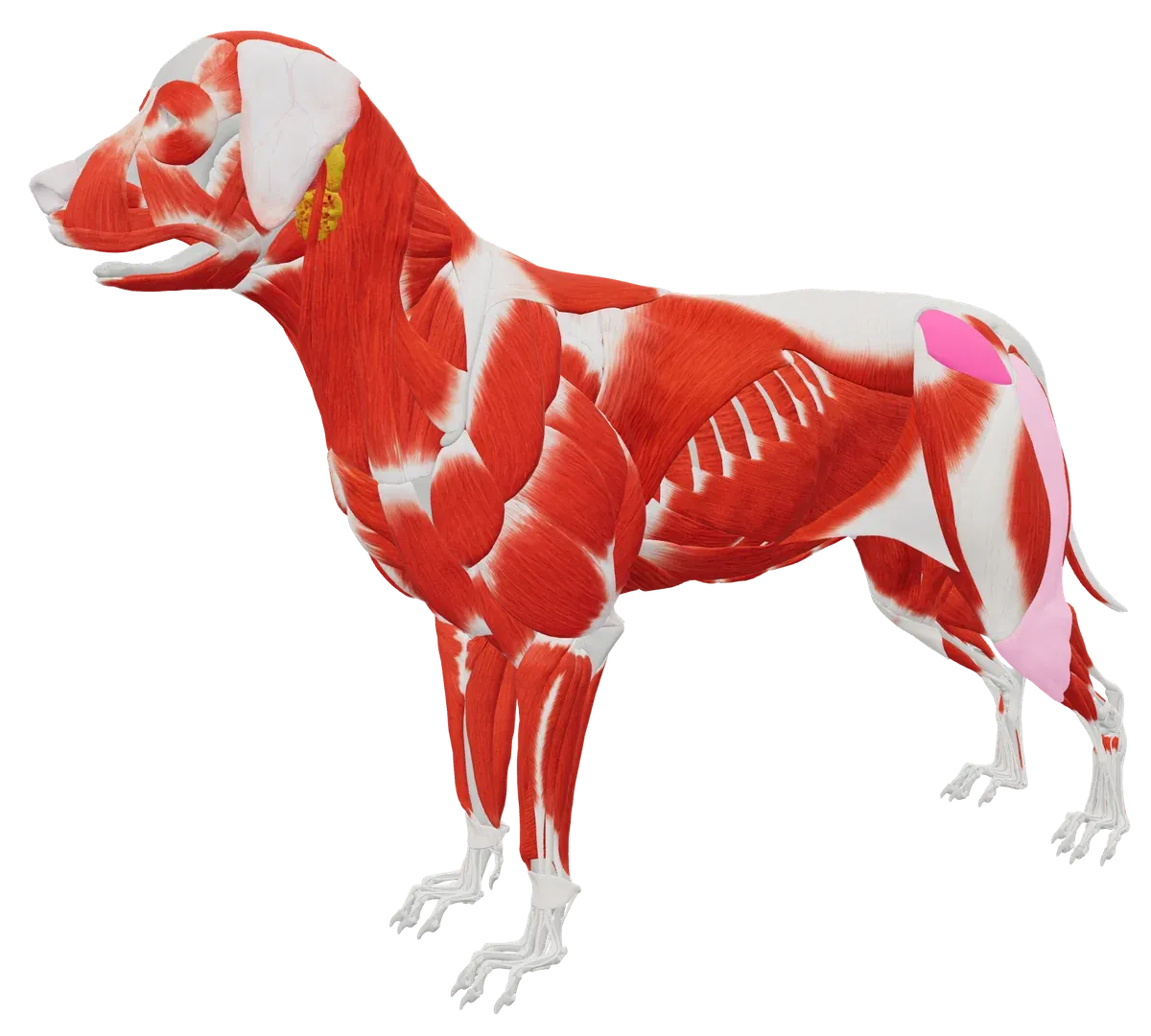 TheraTap 3D dog model, revealed layer by layer: coat, skeleton and muscles, with the left gluteus medius marked as a finding