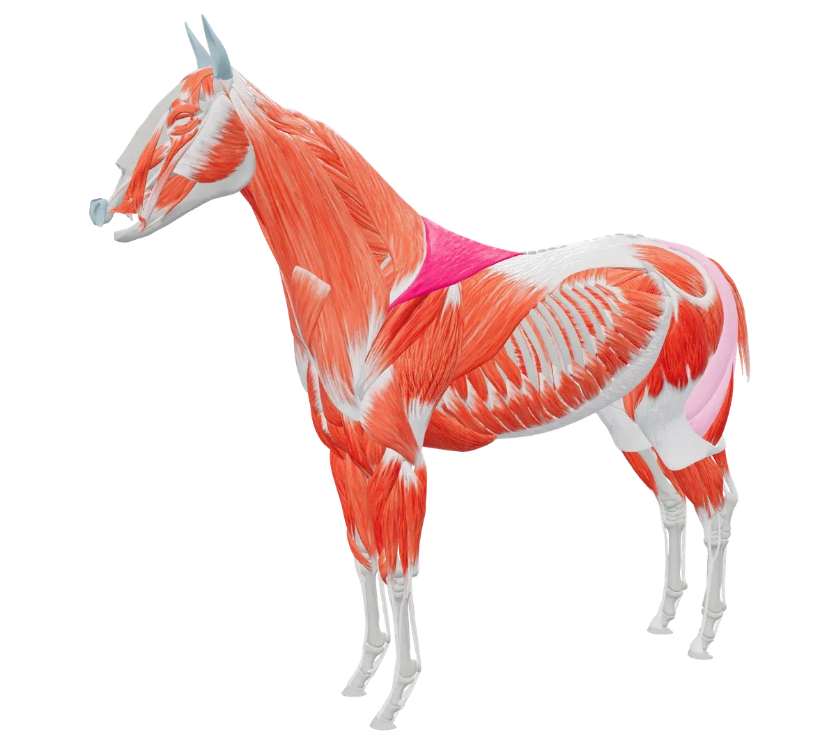 TheraTap 3D horse model, revealed layer by layer: skin, skeleton and muscles, with the left trapezius marked as a finding