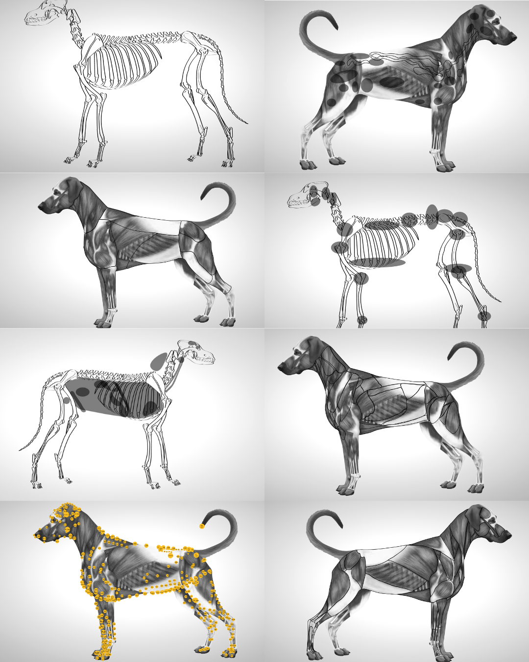 Hund anatomische Ebenen