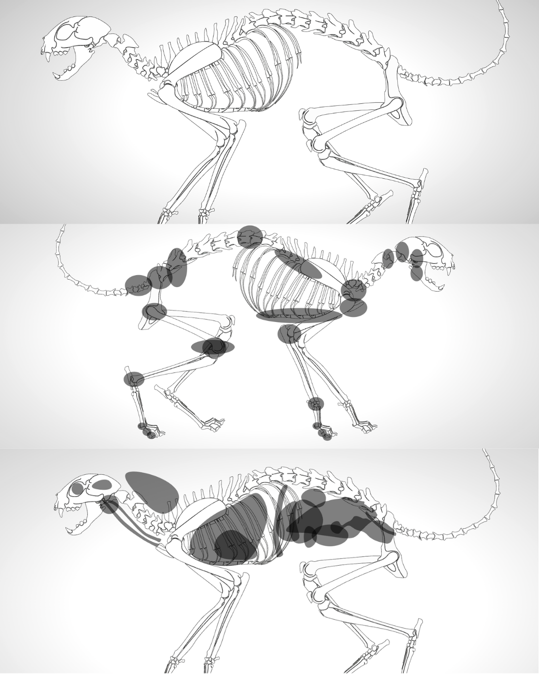Katze anatomische Ebenen