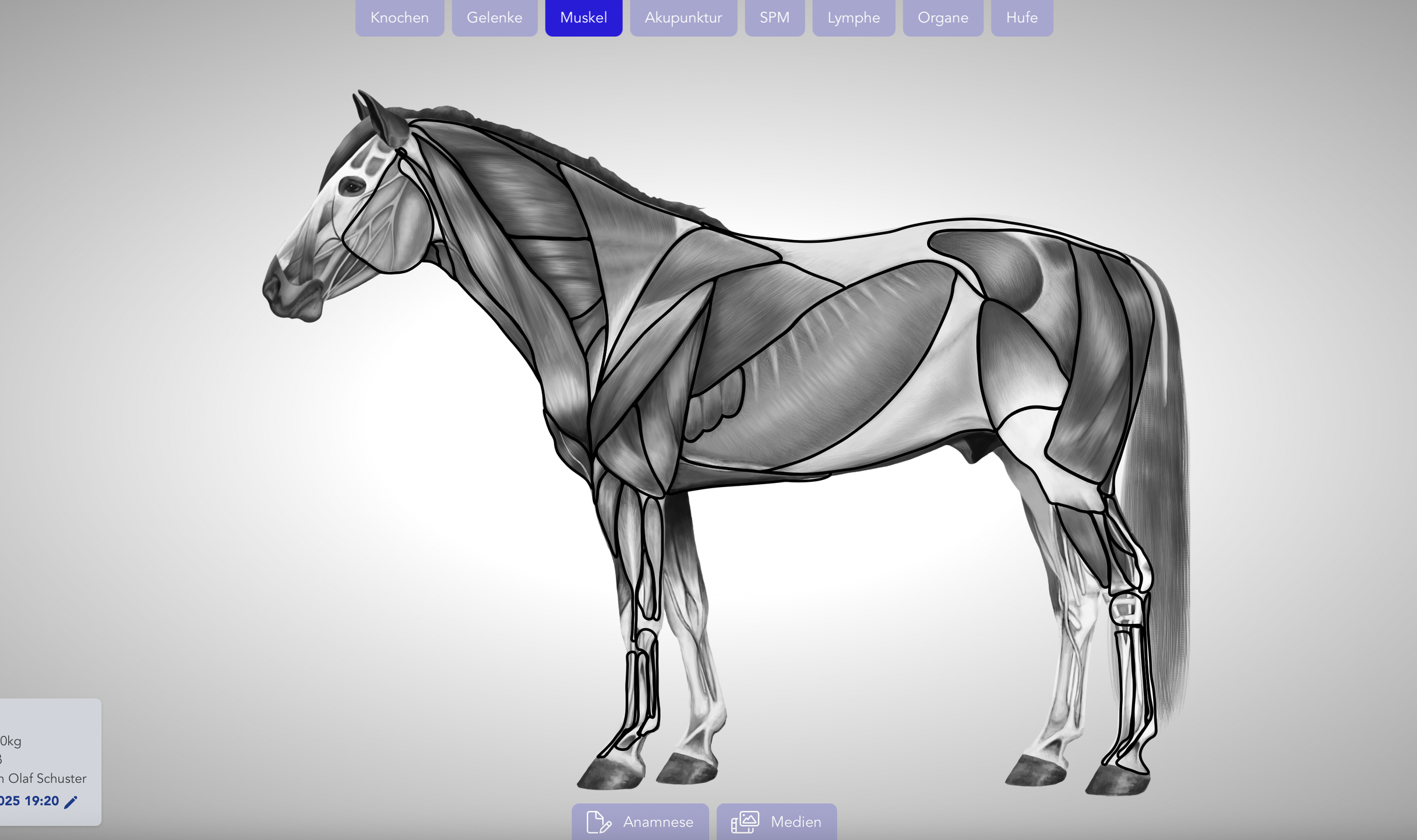 TheraTap practice software for animal therapists:innen