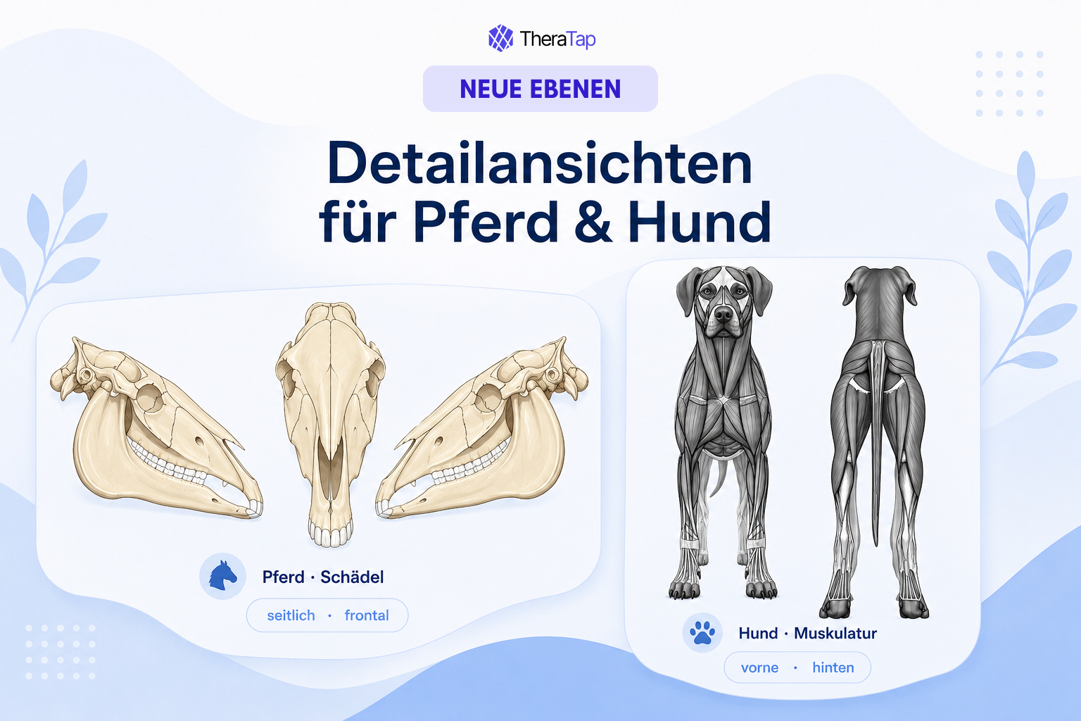 New model layers: horse skull and dog musculature